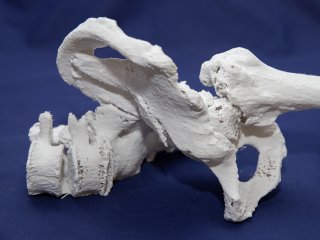 3D-модели органов человека