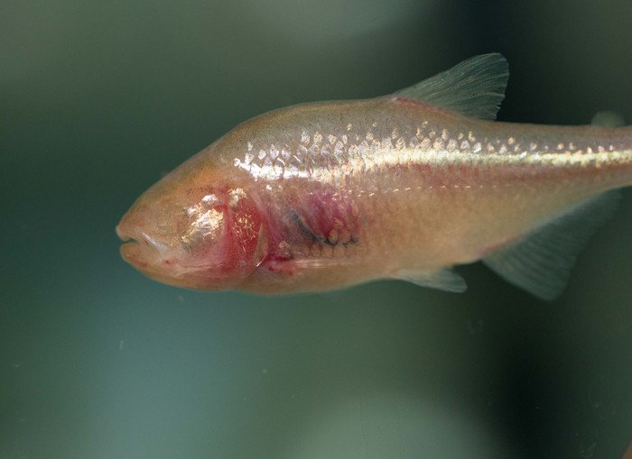 У слепых пещерных рыб обнаружены крупные эритроциты 