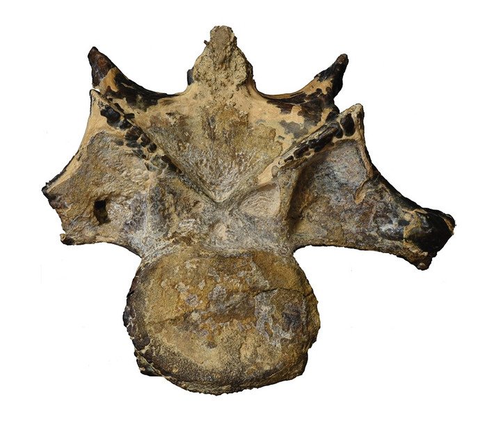 Этот позвонок абелизаврида был найден 2016 году в формации Бахария.
