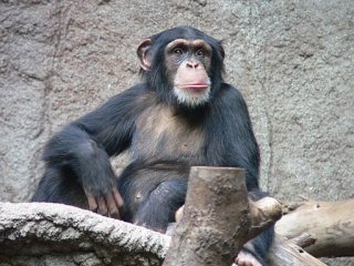 Шимпанзе планируют свой завтрак заранее