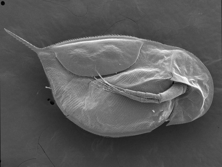 Внешний вид эфиппиальной самки Daphnia arabica, данные растровой электронной микроскопии. Источник Анна Неретина