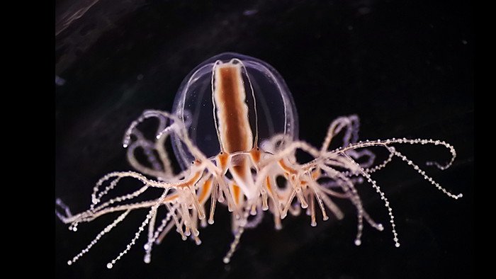 Обнаружены нейропептиды, регулирующие голод и сытость у медуз и плодовых мух