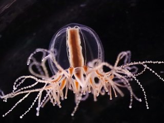 Обнаружены нейропептиды, регулирующие голод и сытость у медуз и плодовых мух