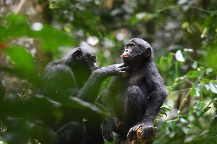 Исследователи изучили просоциальное поведение диких бонобо.