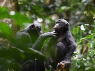 Исследователи изучили просоциальное поведение диких бонобо.