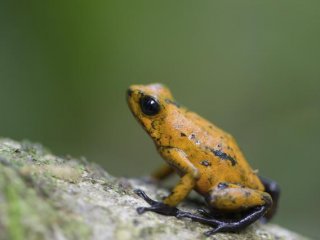 Ядовитая дротиковая лягушка Диаблито, Oophaga sylvatica, обитает в Колумбии и Эквадоре