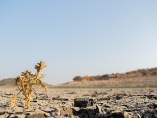 Восстановление после глобального потепления займёт у растений миллионы лет. Фото: ru.123rf.com