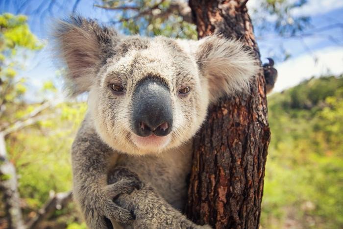 Коала на дереве. Фото: The University of Queensland / Renae Charalambous