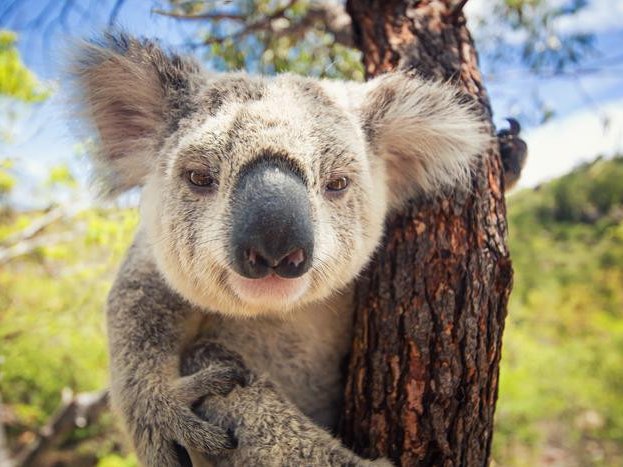 Коала на дереве. Фото: The University of Queensland / Renae Charalambous