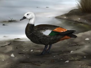 Художественная реконструкция самки пеганки Рекоху (Tadorna rekohu) с более тёмным оперением, характерным для птиц, обитающих на островах. Фото: Sasha Votyakova, © Te Papa CC BY 4.0