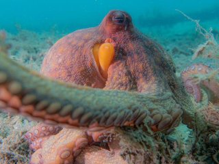 Обыкновенный осьминог в водах Южной Флориды. Фото: Chelsea Bennice, Florida Atlantic University