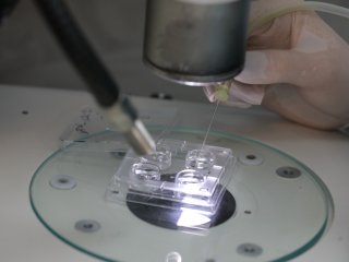 Новый виварий заработал в МГУ на базе Научно-исследовательского института физико-химической биологии им. А.Н. Белозерского. Фото: Елена Либрик / «Научная Россия»