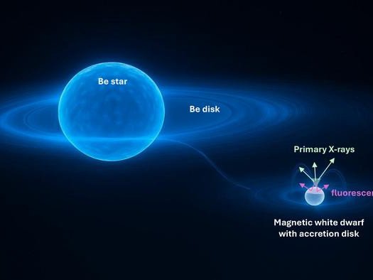 Гамма Кассиопеи состоит из звезды типа Be, окруженной диском из вещества. Часть вещества движется в сторону звезды-компаньона. Вокруг звезды-компаньона образуется второй диск, и вещество стекает к полюсам. Фото: University of Liège / Y.Nazé