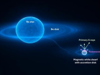 Гамма Кассиопеи состоит из звезды типа Be, окруженной диском из вещества. Часть вещества движется в сторону звезды-компаньона. Вокруг звезды-компаньона образуется второй диск, и вещество стекает к полюсам. Фото: University of Liège / Y.Nazé