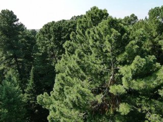 Кедр сибирский. Источник фото: Светлана Велисевич