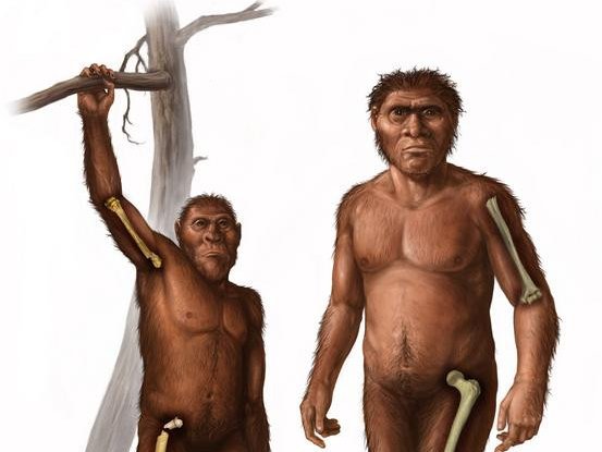 Справа изображён ранний предок человека Homo, для которого характерна относительно большая прочность бедренной кости по сравнению с плечевой. Слева изображён австралопитек. Фото: Cullen Townsend / Keck School of Medicine of USC