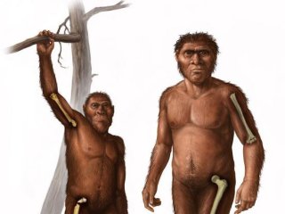 Справа изображён ранний предок человека Homo, для которого характерна относительно большая прочность бедренной кости по сравнению с плечевой. Слева изображён австралопитек. Фото: Cullen Townsend / Keck School of Medicine of USC