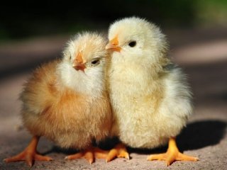 У цыплят «больше» ассоциируется со «справа»