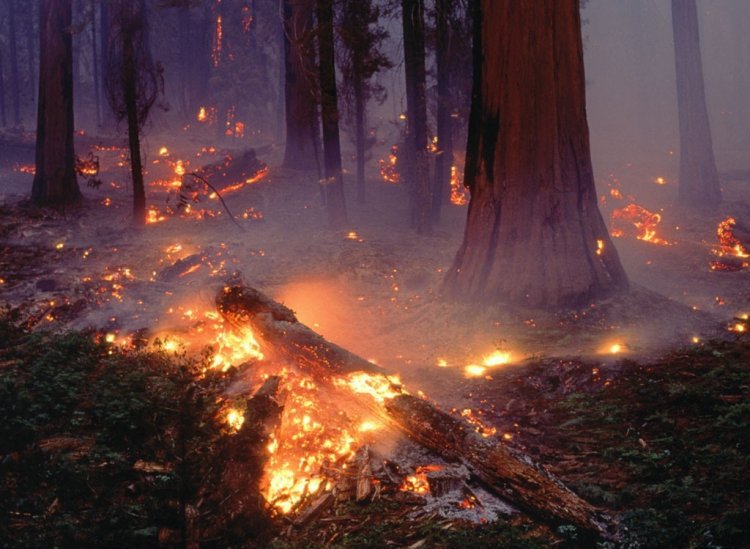 Томские ученые предлагают тушить пожар, «взрывая» воду