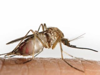 Гены определяют, как сильно вас любят комары
