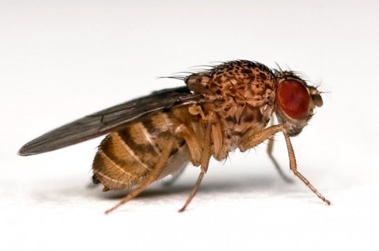 Радиация в малых дозах продлевает жизнь самкам (мух)