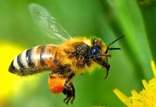 Пчелы улавливают сигналы цветов с помощью электрочувствительных волосков