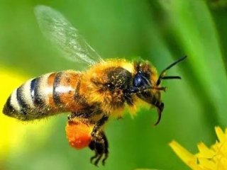 Пчелы улавливают сигналы цветов с помощью электрочувствительных волосков