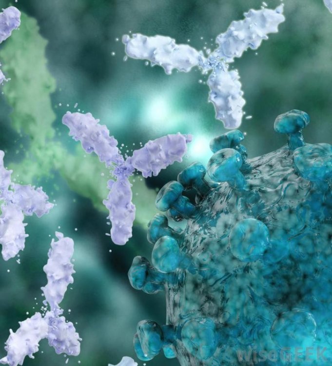 Ученые планируют стандартизировать использование антител в медицинских экспериментах