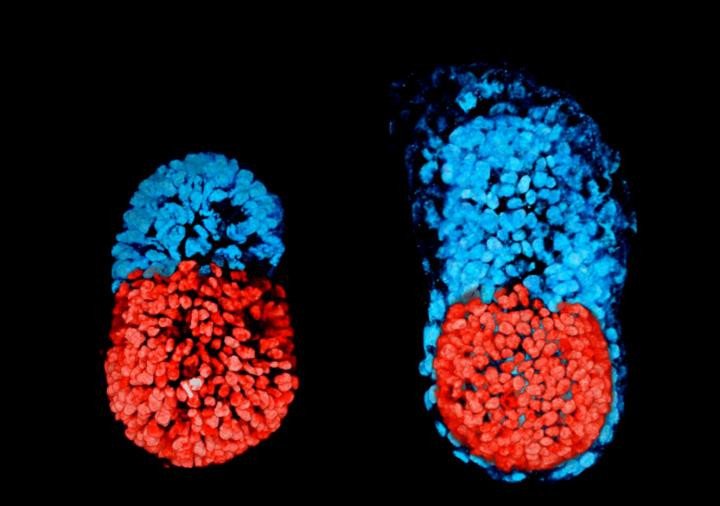 Искусственный эмбрион мыши повторил путь развития нормального эмбриона