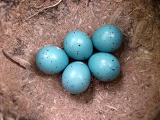 25 марта в Дарвиновском музее откроется выставка «От мокрицы до птицы», посвященная совершенному изобретению эволюции... яйцу!