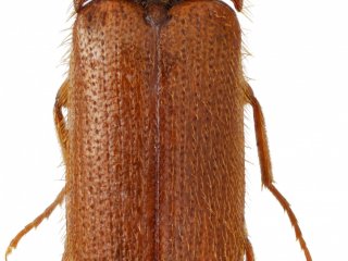 Биолог МГУ исследовал малоизученные виды жуков-щелкунов семейства Elateridae