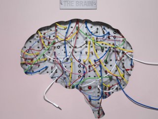 Части мозга работают совместно, когда дело идет об обучении и памяти