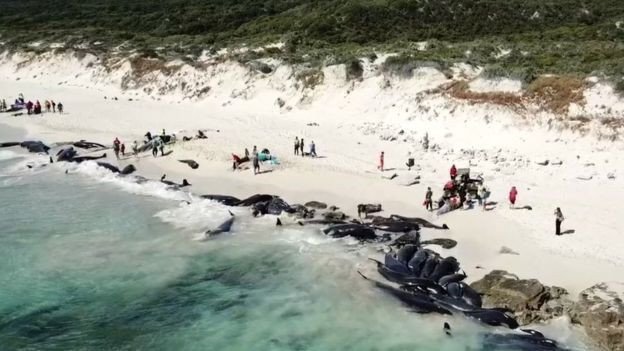 Около 150 чёрных дельфинов погибли в Австралии, выбросившись на берег