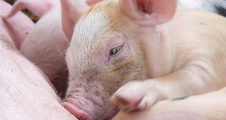 Новый коронавирус убивает свиней в Китае
