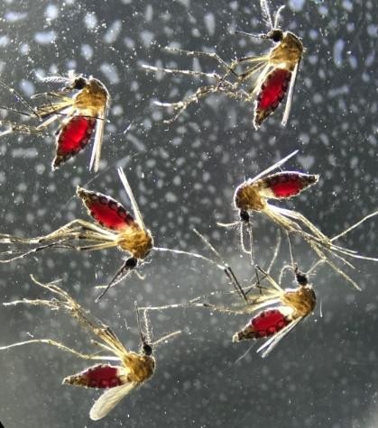 Слюна комара в течение нескольких дней после укуса воздействует на иммунитет человека