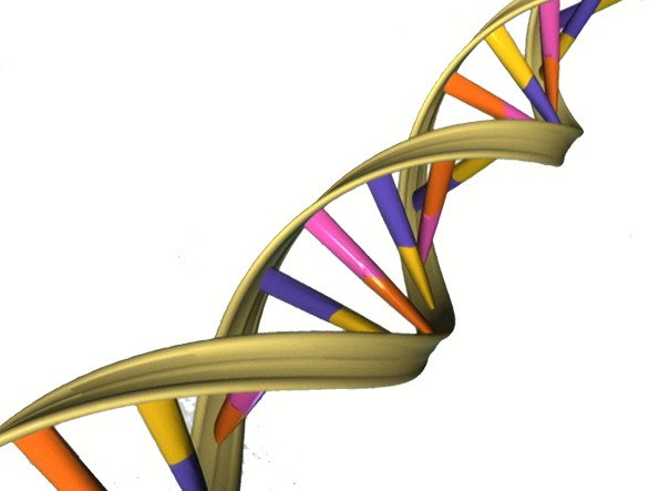 Как меняется форма ДНК
