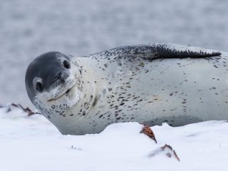 Ученые впервые проследили за жизнью морских леопардов во время миграции животных