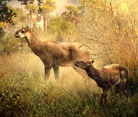 Палеонтологи открыли два новых вида копытных млекопитающих эпохи миоцена
