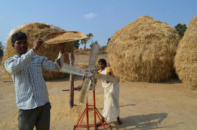 Просо вместо риса: как это поможет справиться с голодом и нехваткой пресной воды в Индии