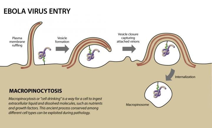 Новое исследование прослеживает пути проникновения вируса Эбола в клетки