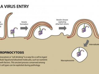 Новое исследование прослеживает пути проникновения вируса Эбола в клетки