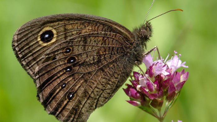 Бабочки вида Cercyonis pegala могут «слышать» крыльями