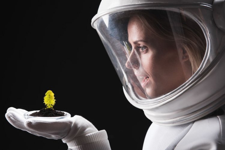 Разбить садик в космосе: ученые выясняют, как растения адаптируются к космической среде