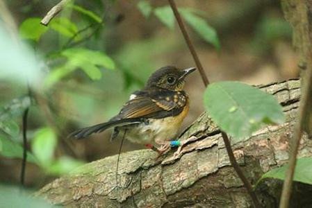 Певчим птицам в тропиках Юго-Восточной Азии безопаснее гнездиться возле дорог