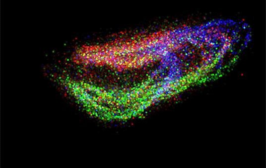 Новый инструмент использует РНК-секвенирование для отображения клеточных и тканевых функций
