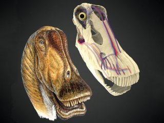 Большие динозавры сохраняли прохладу благодаря скоплениям кровеносных сосудов в их головах