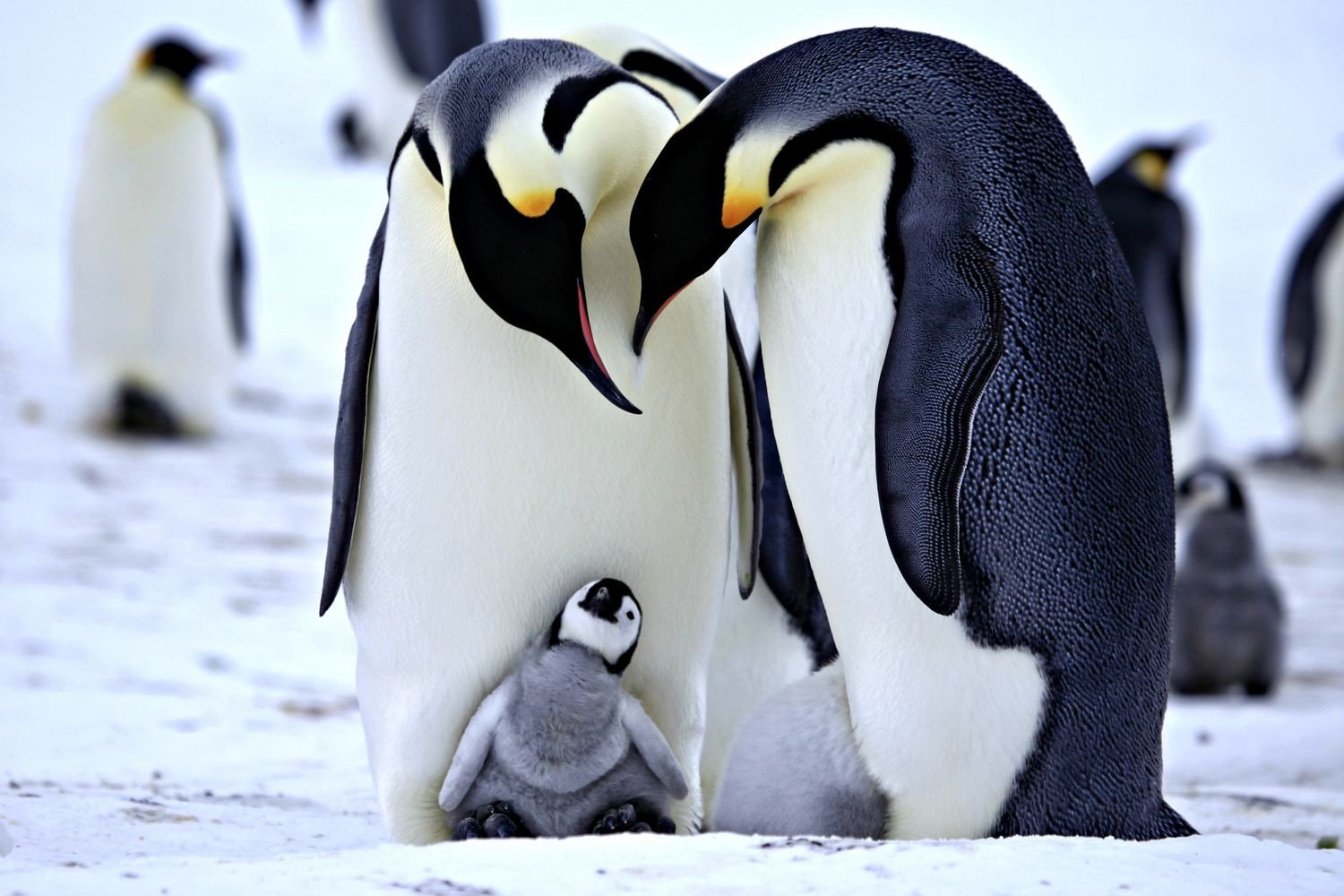 день осведомленности о пингвинах, пингвинообразные. 
