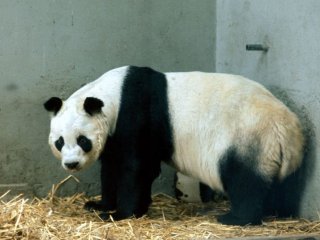 Под защитой панды Чи-Чи
