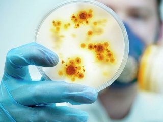 Химики Университета ИТМО придумали, как победить бактерии, устойчивые к антибиотикам