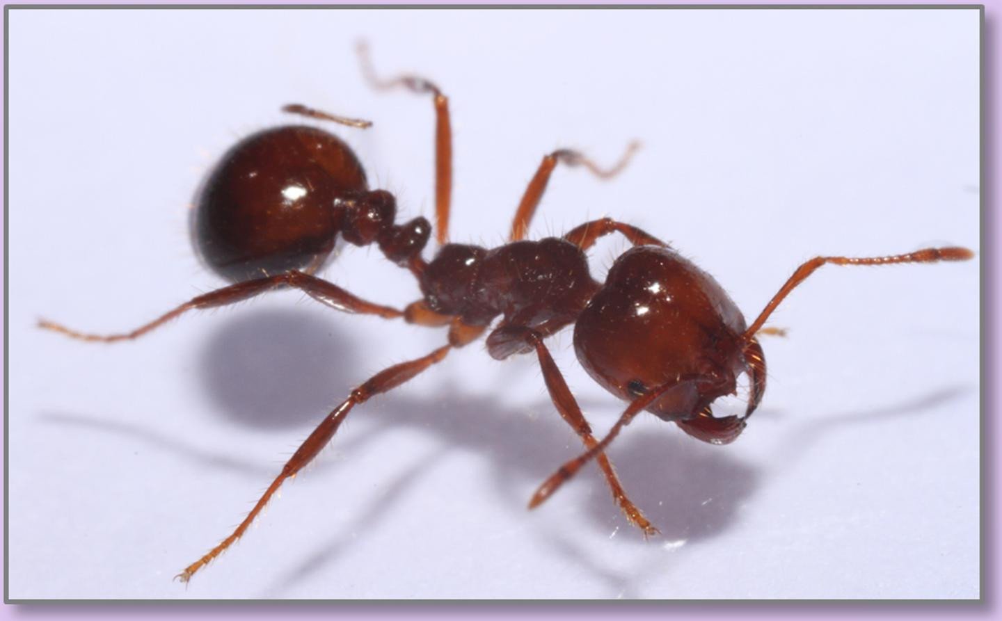 Моногини́я у муравьёв